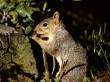 A Close View of a Squirrel Chewing on an Acorn in Early Morning Light