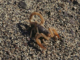 Scorpion Flexing its Stinger, Death Valley National Monument, California