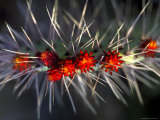 Buy Close-up of Cactus Flowers Amidst Cactus Needles at AllPosters.com