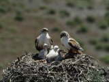 Mother and Father Ferruginous Hawk Sit in Their Nest near the Snake River, Idaho