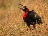 A Southern Ground Hornbill with Its Mouth Open Wide (Bucorvus Caffer)