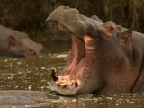 A Hippopotamus with Its Mouth Open Wide (Hippopotamus Amphibius)