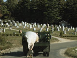 A Dead Whale in the Back of a Truck Passing by a Cemetery