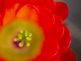 Close View of a Claret Cup Cactus Flower