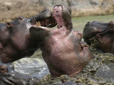 Two Hippopotamuses Fighting in a River (Hippopotamus Amphibius)