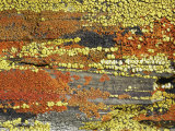 Buy Merced Falls Lichen Fields, California at AllPosters.com