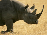 Black Rhino (Diceros Bicornis) Walking in Grassy Field