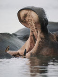 Yawning Hippopotamus, Queen Elizabeth National Park, Uganda