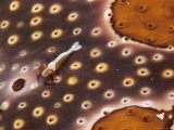 An Emperor Shrimp Camouflaged on a Leopard Sea Cucumber