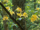 Buy Watoga State Park, West Virginia at AllPosters.com