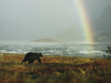 Buy Alaskan Brown Bear and Rainbow near Nonvianuk Lake in Katmai National Park, Alaska at AllPosters.com