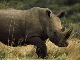 White Rhinoceros, Ubizane Game Park, South Africa