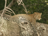 A Leopard Reclining on a Tree (Panthera Pardus)
