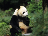 Buy A Giant Panda Smelling a Flower, National Zoo, Washington D.C. at AllPosters.com