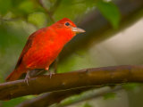 Summer Tanager (Piranga Rubra) Perched on Branch in Forest