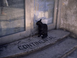 A Cat Looks in a Doorway in Old Havana, Cuba