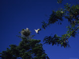 A Family of Storks in Segovia, Spain