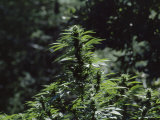 Buy The Bud and Leaves of a Marijuana Plant, Humboldt County, California at AllPosters.com