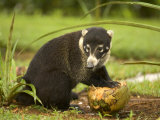 Buy White-Nosed Coati (Nasua Narica) Opening Coconut with Front Paws at AllPosters.com