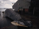 Workers Butcher a Whale, Frenchman Bay near Albany, Australia