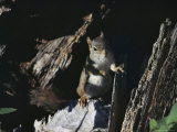 Squirrel in a Tree, Upper Peninsula, Michigan