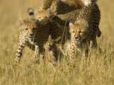 Buy Three Young Cheetahs Chasing a Baby Impala. Survival of the Fittest.Acinonyx Jubatus at AllPosters.com