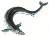 Painting Depicting a Prehistoric Whale with Tiny Hind Limbs and Feet