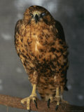 Portrait of a Raptor with One Eye, Galapagos Islands