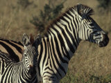 Buy Portrait of a Plains Zebra and Her Foal, Wankie National Park, Zimbabwe at AllPosters.com
