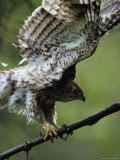 Juvenile Northern Goshawk Works Its Wings, Ready to Fly, Montana
