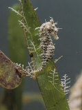 Buy Dwarf Sea Horse on Turtle Grass, Miami, Florida at AllPosters.com