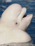 Beluga Whale
