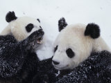 Pandas at the National Zoo in Washington, DC