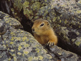 Arctic Ground Squirrel, Kent Peninsula near Nunavut, Northwest Territories, Canada