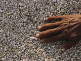 Buy Hand on a Bed of Seashells at AllPosters.com