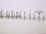 Gulls Perch on the Posts of Fishing Nets Set near Point Lookout, Chesapeake Bay, Maryland