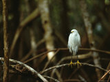 Snowy Egret Perches on a Mangrove Root in Everglades National Park, Florida