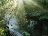 Buy Sunlight Highlights a Small Creek in the Great Smokies, Tennessee at AllPosters.com
