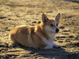 A Corgie on the Beach, Los Angeles, California, United States