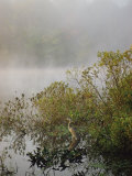 Great Blue Heron Waits for Breakfast near the Appalachian Trail, Lake Hebron, Maine
