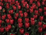 Hundreds of Red Tulips, Madison, Wisconsin, United States