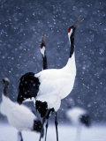 Pair Endangered Red-Crowned Cranes Calling in Snow (Grus Japonensis)