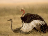 A Pair of Ostriches Mating (Struthio Camelus)