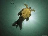 Buy Underwater View of Swimmer and Turtle Silhouetted against the Sun at AllPosters.com