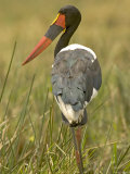 Rear View of a Saddle-Billed Stork in Profile (Ephippiorhynchus Senegalensis)