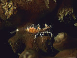 A Transparent Shrimp on a Tubastraea Coral