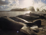 Butchered Whales Line the Beach Following a Hunt, Frenchman Bay near Albany, Australia