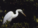 Portrait of a Common Egret, Everglades National Park, Florida