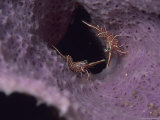A Pair of Hingebeak Shrimp in a Sponge