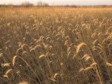Buy Canadian Wild Rye at AllPosters.com